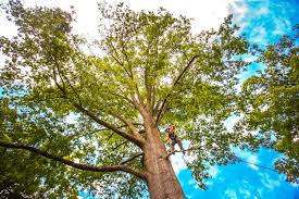Best Leaf Removal  in Vineyard, CA