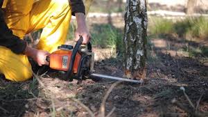Best Tree Risk Assessment  in Vineyard, CA