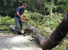 Best Storm Damage Tree Cleanup  in Vineyard, CA