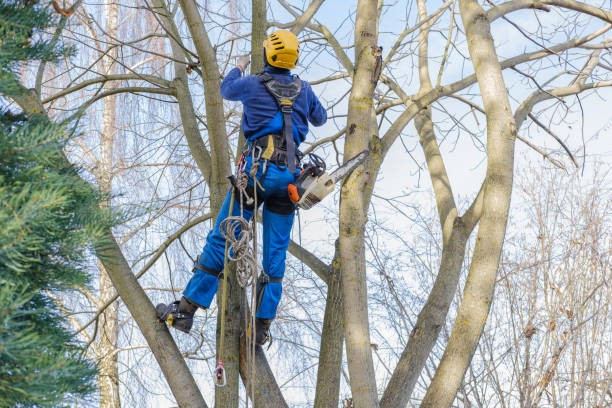 Best Lawn Watering Services  in Vineyard, CA