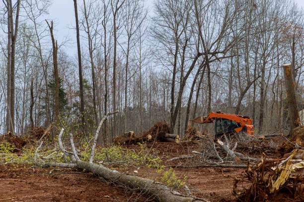 Reliable Vineyard, CA Tree Care Solutions