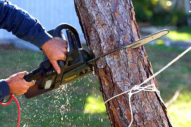 How Our Tree Care Process Works  in  Vineyard, CA