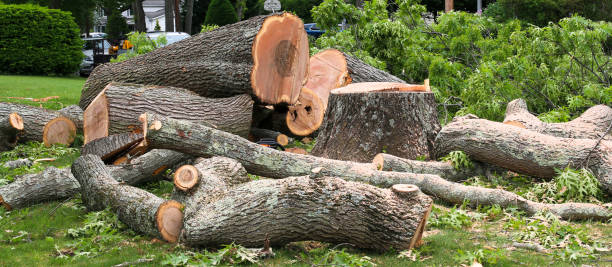 Best Tree Cabling and Bracing  in Vineyard, CA