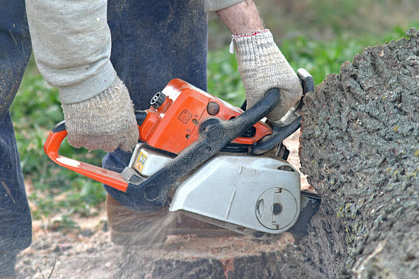 Best Tree Maintenance Programs  in Vineyard, CA
